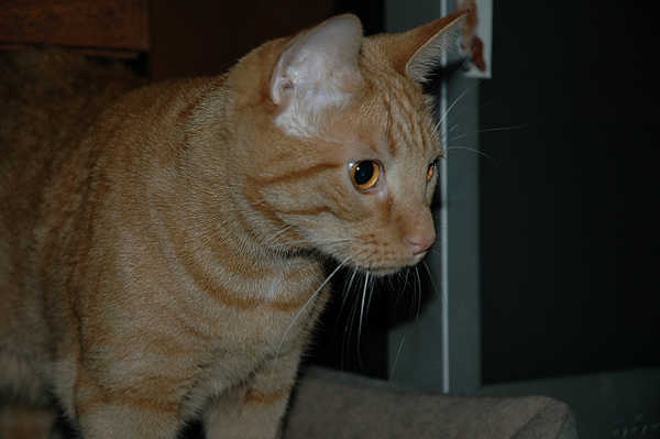 Photos/Dexter/DSC_7366.jpg
