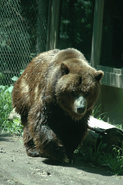 Photos/Zoo/DSC_5832sm.jpg