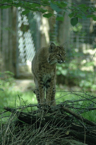 Photos/Zoo/DSC_5850sm.jpg