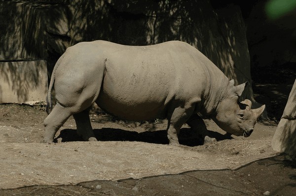 Photos/Zoo/DSC_5916sm.jpg
