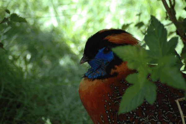 Photos/Zoo/DSC_5925sm.jpg
