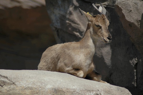 Photos/Zoo/DSC_5935sm.jpg