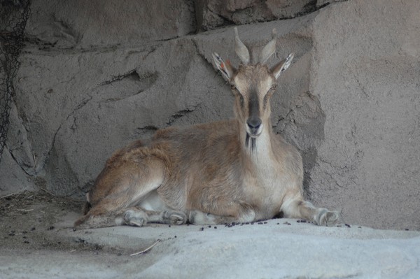 Photos/Zoo/DSC_5936sm.jpg