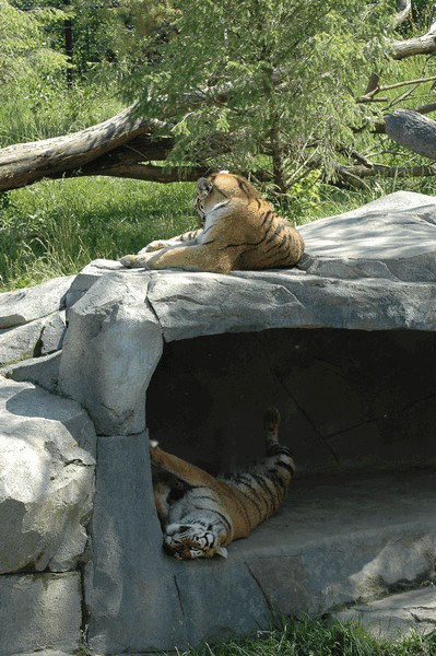 Photos/Zoo/DSC_5949sm.jpg