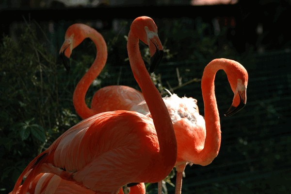 Photos/Zoo/DSC_5969sm.jpg