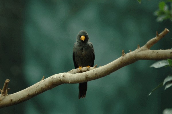 Photos/Zoo/DSC_6003sm.jpg