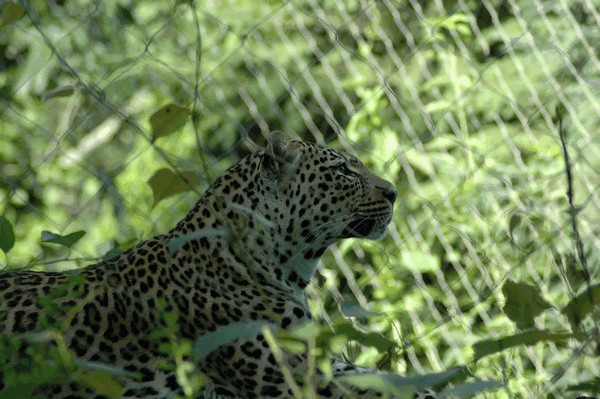 Photos/Zoo/DSC_6060sm.jpg
