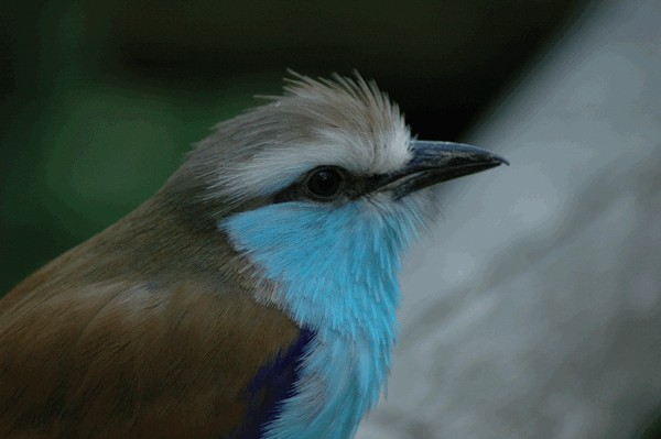 Photos/Zoo/DSC_6079sm.jpg
