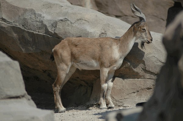 Photos/Zoo/DSC_6800sm.jpg